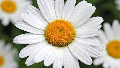 daisy flower closeup