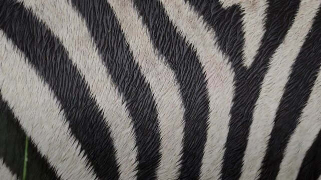 Zebra, Hoofed, Mammal, Stripes