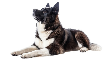 Obraz premium Akita dog Transparent background, PNG file
