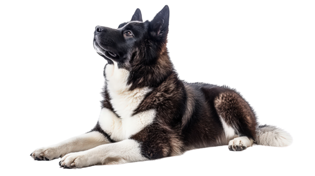 Akita dog Transparent background, PNG file