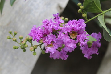 Obraz premium Crape myrtle, crepeflower, or summer lilac purple flowers