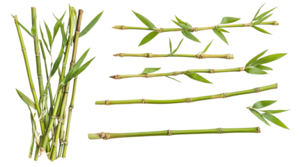 Bamboo tree stalks and leaves, Transparent background, PNG file