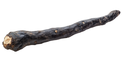 Black salsify root with dark rough skin and creamy interior, traditional root veggie, Transparent background, PNG file