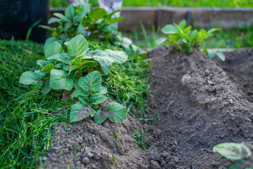 A vegetable garden bed with growing potatoes while mulching the soil with mowed grass