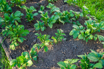 Potatoes growing in a vegetable garden, close-up