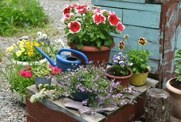 Still life with beautiful flowers of petunia and pansy in pots with watering can outside in garden. Spring and summer botanical and farming background with gardening objects, cottage core concept