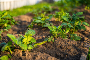 Young potatoes growing in a vegetable garden in the evening at sunset