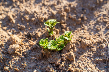 Young sprouted potato leaves on a vegetable garden bed, close-up