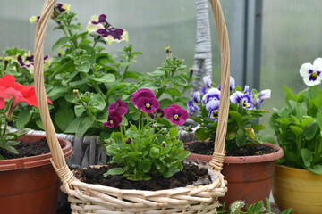 Still life with beautiful flowers of pansy in basket in garden greenhouse. Spring and summer botanical and farming background with gardening objects, vintage home and retro concept