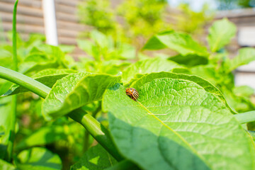 Colorado potato beetle on a potato leaf close-up on a sunny day. Colorado potato beetle eating...
