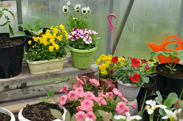 Still life with beautiful flowers of petunia and pansy in pots in garden greenhouse. Spring and summer botanical and farming background with gardening objects, vintage home and retro concept