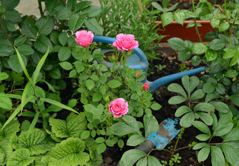 Still life with beautiful flowers of rose and watering can in the garden greenhouse. Spring and summer botanical and farming background with gardening objects, vintage home and retro concept