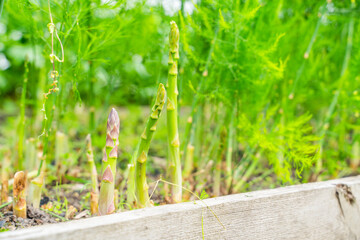 Green asparagus growing in a vegetable garden, close-up