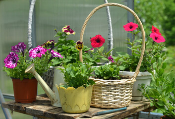 Still life with beautiful flowers of petunia and pansy in pots in garden greenhouse. Spring and summer botanical and farming background with gardening objects, vintage home and retro concept