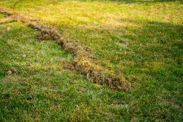 Dry grass after lawn cleaning and aeration. Lawn care after winter