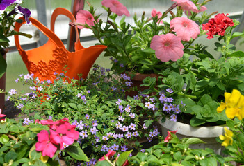 Still life with beautiful flowers in pots and watering can in garden greenhouse. Spring and summer botanical and farming background with gardening objects, vintage home and retro concept