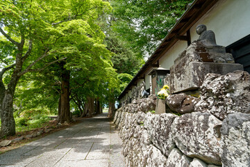 新緑に包まれた参道
