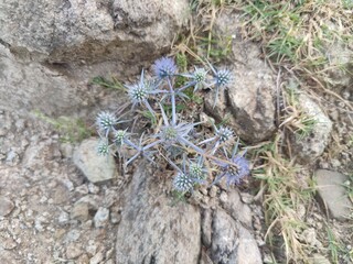 Eryngium amethystinum, amethyst eryngo or the sea holly