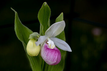 Stunning pink and white flower blossom on a showy lady’s slipper (cypripedium reginae) plant with a second bud emerging next to it