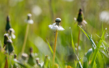 A single dandelion flower is the main focus of the image