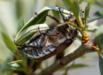 A bug is resting on a leaf