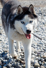 A dog is walking on a rocky beach with a black leash