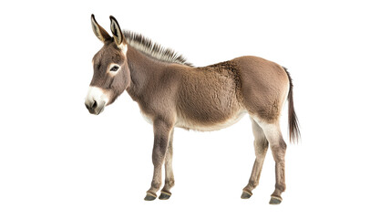 Donkey standing Transparent background, PNG file