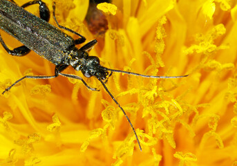 A black bug is on a yellow flower