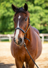 Obraz premium Graceful brown horse with white spot on its forehead in paddock at horse farm. Animals coat glistens in the sun. Country life, connection with animals.