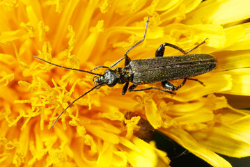 A black bug is on a yellow flower