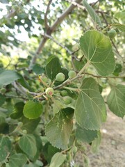 Fototapeta premium Green Fresh Fig fruits on a branch