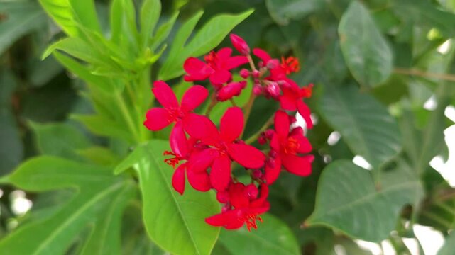 Jatropha integerrima Flower Swaying in Wind &ndash; 120fps Slow Motion 4K Footage