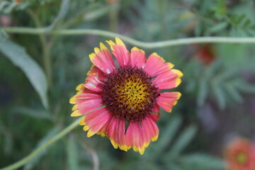 Gaillardia pulchella, Gaillardia Aristata or Indian blanketflower