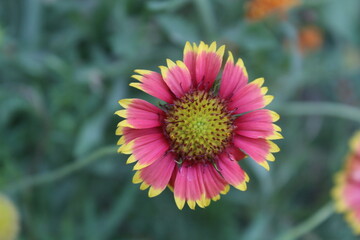 Obraz premium Gaillardia pulchella, Gaillardia Aristata or Indian blanketflower
