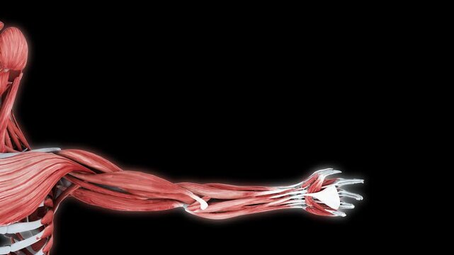 High-quality 3D Animation of Upper Body Arm Bending
