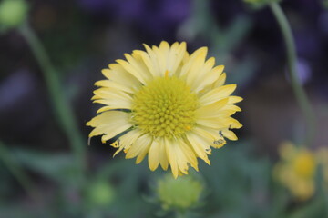Gaillardia pulchella, Gaillardia Aristata or Indian blanketflower