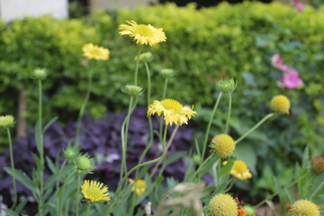 Obraz premium Gaillardia pulchella, Gaillardia Aristata or Indian blanketflower