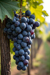 Fototapeta premium Black Grapes-9
