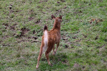 Naklejka premium deer in the forest