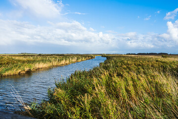 Katinger Watt Nature Reserve, Toenning, Eiderstedt, North Frisia, Schleswig-Holstein, Germany