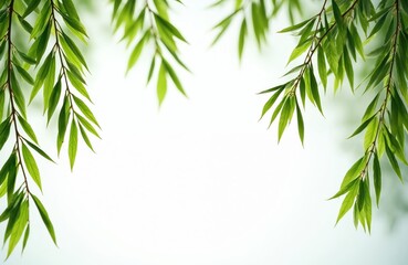 Fototapeta premium Willow branches with green leaves against bright white background. Natural tree frame with fresh foliage, organic eco template. Copy space for text. Springtime, sunny day, nature, freshness.