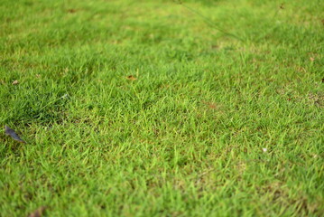 green grass background