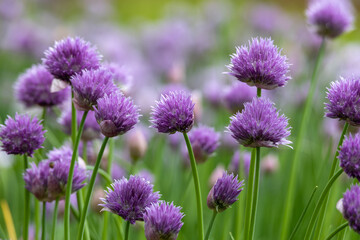 Full frame macro texture background of beautiful purple chives blossoms in full bloom