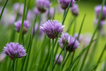 Full frame macro texture background of beautiful purple chives blossoms in full bloom