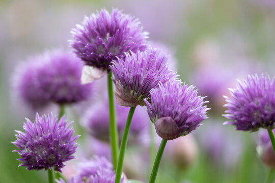 Full frame macro texture background of beautiful purple chives blossoms in full bloom