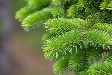 New needles growing along the bare trunk of a blue spruce (picea pungens) tree
