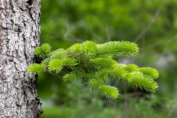 New needles growing along the bare trunk of a blue spruce (picea pungens) tree
