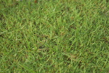 green grass background