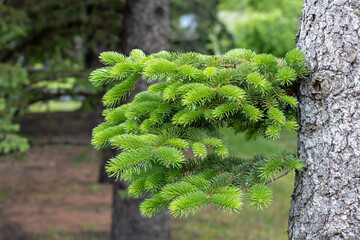 New needles growing along the bare trunk of a blue spruce (picea pungens) tree

