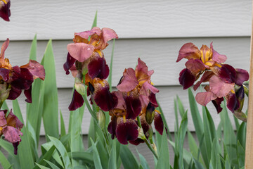 Full frame texture background of blooming crimson red and pink bearded iris flowers along a residential wall